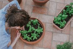 Estas plantas no sólo repelen insectos sino también atraen a otros beneficiosos para el jardín. Foto: Archivo