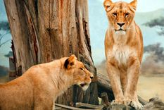 buscaba felinos para cazadores millonarios y dos leonas lo devoraron