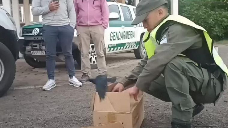 El procedimiento tras el descubrimiento. Foto: Gendarmería Nacional