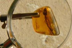 hallazgo: lagartija de 23 millones de anos con tejido preservado