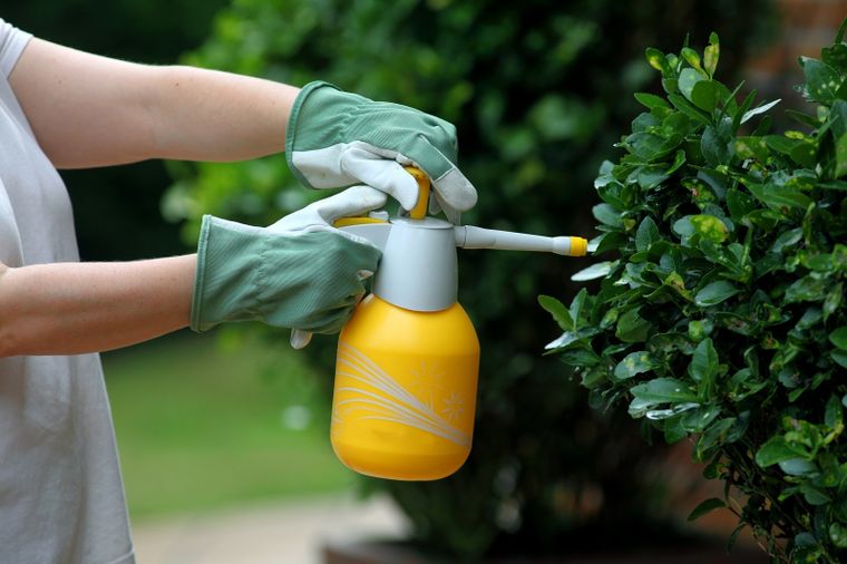 El mejor fertilizante casero. Foto: Fuente: Shutterstock