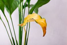 Hojas amarillas Las hojas se ponen amarillas. Foto: Fuente: Shutterstock