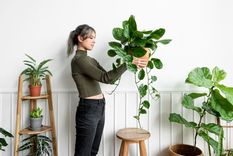 Las plantas artificiales son un punto a favor para quienes no tienen tiempo de cuidarlas y mantenerlas Foto: Freepik