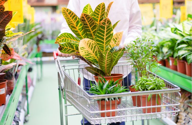 Hermosas Plantas de interior coloridas Foto: Shutterstock