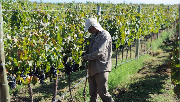 Productores vitivinícolas reclaman al Gobierno provincial la falta de intervención en el precio de la uva.&nbsp;