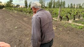 El Gobierno mendocino destinará los fondos para la recomposición productiva de los afectados por el granizo, la helada y el Zonda. Foto: Municipalidad de San Rafael