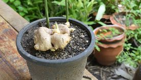 JARDÍN CULTIVAR JENGIBRE Foto: SHUTERSTOCK JARDÍN CULTIVAR JENGIBRE Foto: SHUTERSTOCK