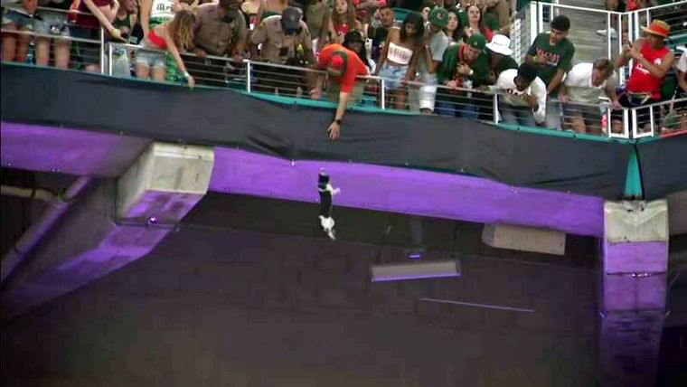 El gato sobrevivió al trance. Foto: Wplg.