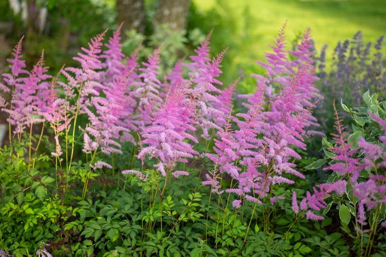 La astilbe es una excelente opción para sumar al jardín.&nbsp;