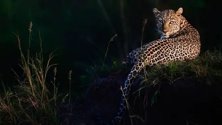 ¿Cómo se forman esas manchas? Foto: BBC