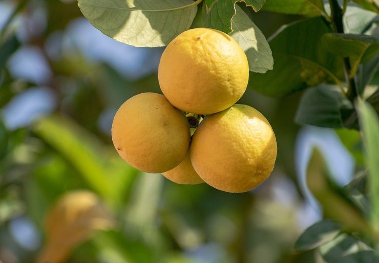 Las plagas suelen instalarse en las hojas tiernas del limonero. Foto: Shutterstock Las plagas suelen instalarse en las hojas tiernas del limonero. Foto: Shutterstock