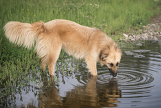 Estos consejos pueden evitar que tu perro enferme Foto: Shutterstock