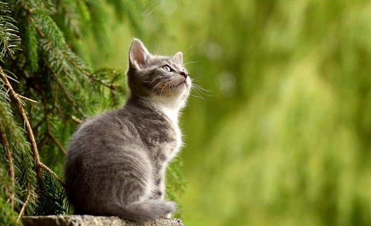Gatos Conoce algunas curiosidades sobre estos animales Foto: Pixabay