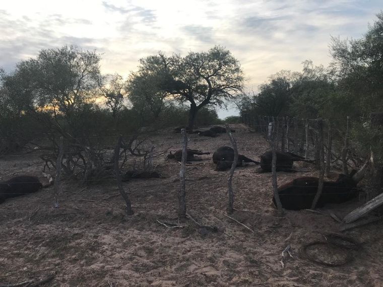Animales muertos en un campo del norte de San Luis. Foto: Twitter Matías Longoni