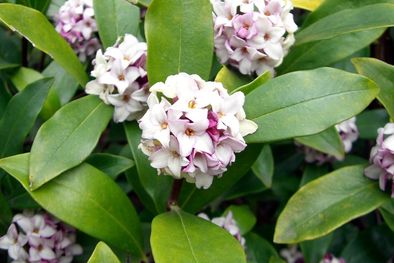 MDZol | Daphne odora es totalmente resistente a las heladas Y requiere pleno sol o sombra parcial. Foto: https://es.wikipedia.org/