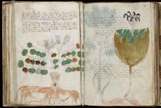 ¿se puede descifrar el misterioso manuscrito voynich?