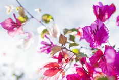 Una planta que aporta belleza y trae suerte. Fuente: Freepik.