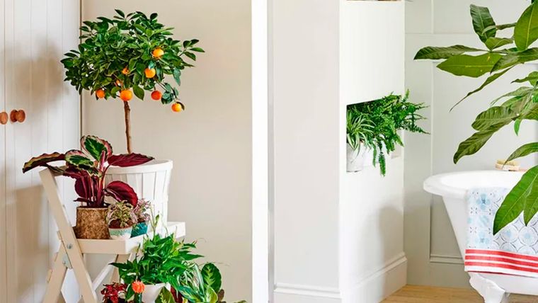 Las flores son una forma clásica y elegante de añadir un toque de fragancia a cualquier habitación. Foto: Future