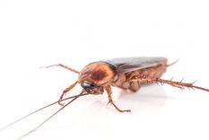 Aprende a alejar a estos insectos Foto: Shutterstock