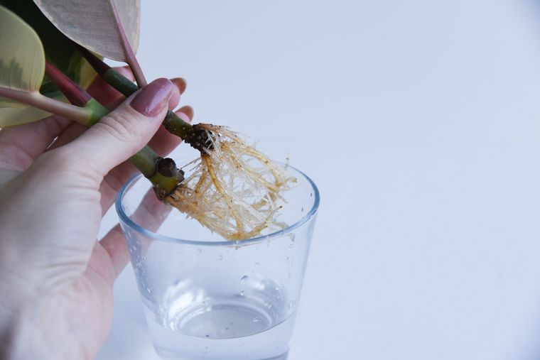 Este enraizador casero se realiza con ingredientes que todos tenemos en la cocina Foto: Shutterstock