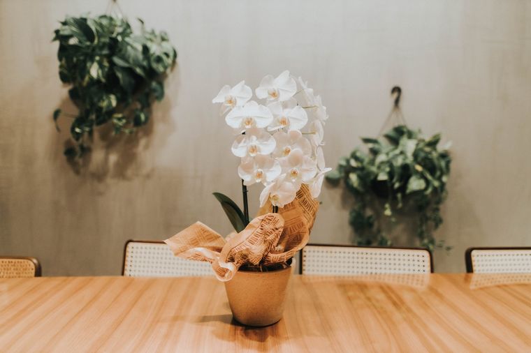 Jardín Consejos para trasplantar una orquídea Foto: Unsplash