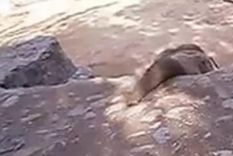 mira como el elefante en el zoo de mendoza logra comer una galleta