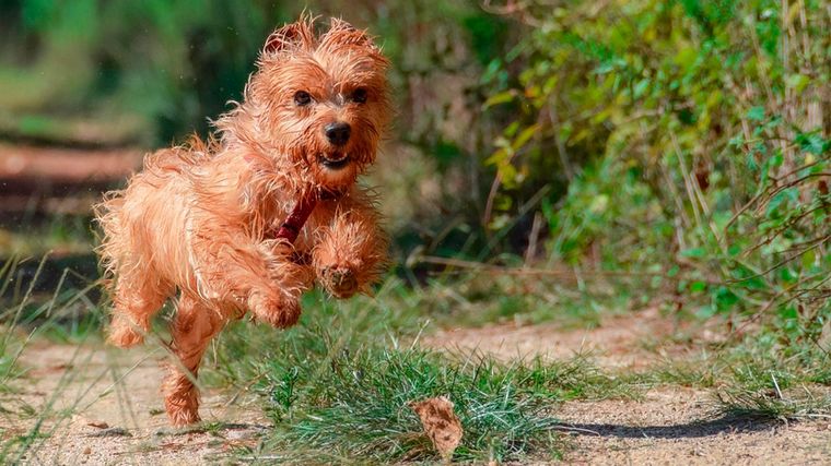 Lo mejor es asegurarse de que las plantas de un patio o jardín sean seguras para tu perro y que no tanto los animales como el jardín no sufran daños por no elegir las plantas adecuadas. Foto: Pixabay