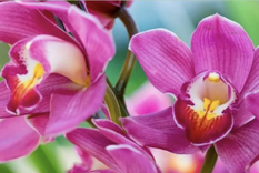 Impulsa el crecimiento de las flores con un simple abono natural Foto: Shutterstock