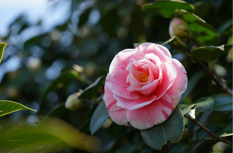 Jardín Cuidados de la camelia Foto: Shutterstock