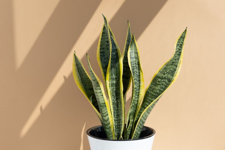 Sansevieria Pautas de cuidado Foto: Shutterstock