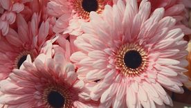 Este tipo de planta puede generar flores durante todo el año. Este tipo de planta puede generar flores durante todo el año.