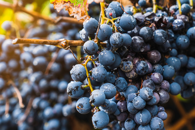 MDZol | MDZ - FORMATO DIARIO (13)