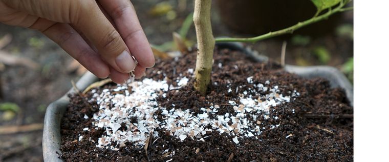 Si agregas avena a este fertilizante, las flores de tu jardín serán únicas Foto: Shutterstock