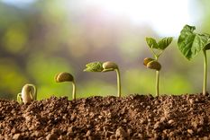 JARDÍN Mediante una germinación el embrión se desarrolla hasta convertirse en una planta Foto: SHUTTERSTOCK