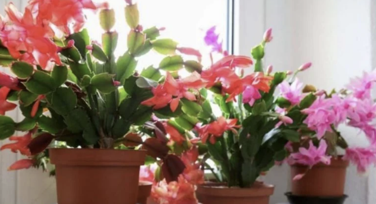 Algunas flores de cactus duran dos horas y otras hasta dos semanas Foto: Shutterstock
