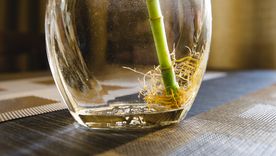 Cultivar en agua permite observar las raíces y mantener las plantas con cuidados mínimos. Foto: Shutterstock Cultivar en agua permite observar las raíces y mantener las plantas con cuidados mínimos. Foto: Shutterstock