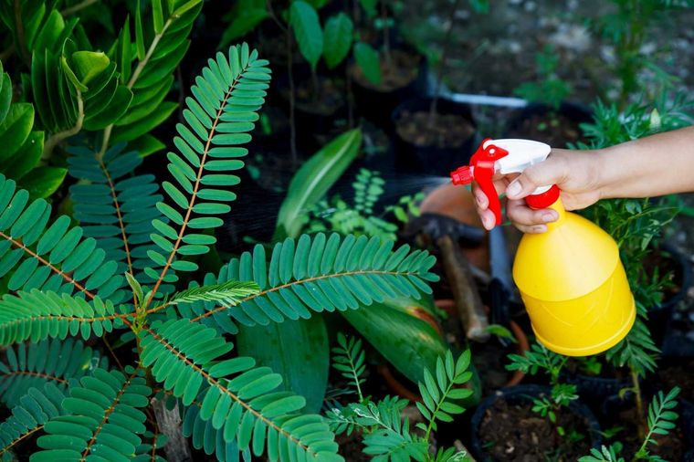 Aprende cómo elaborar insecticidas caseros para combatir todas las plagas de tu jardín. Foto: Cleanipedia