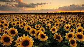 La producción de girasol alcanzó los 6,6 millones de toneladas y aportará este año cerca de US$2.000 millones en divisas al país.