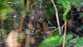 Hay que analizar el contenido de los sueños.  Hay que analizar el contenido de los sueños.