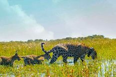 Nacieron tres yaguaretés en los Esteros del Iberá