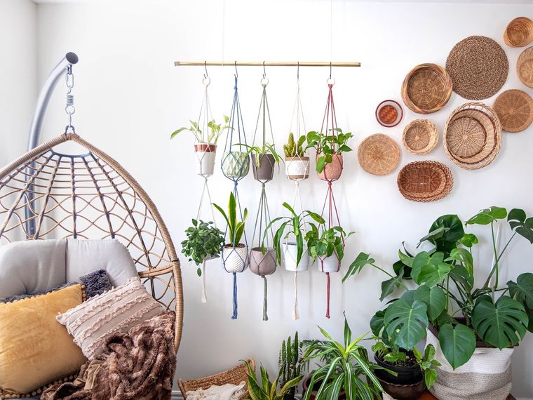 PLANTAS DE INTERIOR PARA DECORAR Foto: SHUTTERSTOCK