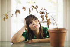 Este abono casero revive las plantas y las llena de flores Foto: Archivo