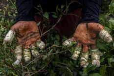 La producción de cocaína está en números récord en Colombia.
