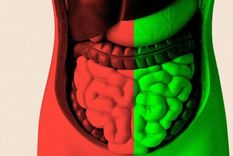 Pasé meses tratando de averiguar si mejorar mi salud intestinal podría ayudarme a envejecer mejor