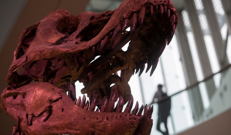 dinosaurio Dinosaurios, fuente de interés en todo el mundo. Foto: Efe.