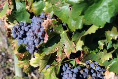 El Malbec se ha convertido en el emblema de la vitivinicultura argentina, aunque hay muchas cosas que no sabemos de él. Foto: ALF PONCE MERCADO / MDZ