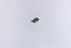 Confesó el responsable de arrojar al cordero