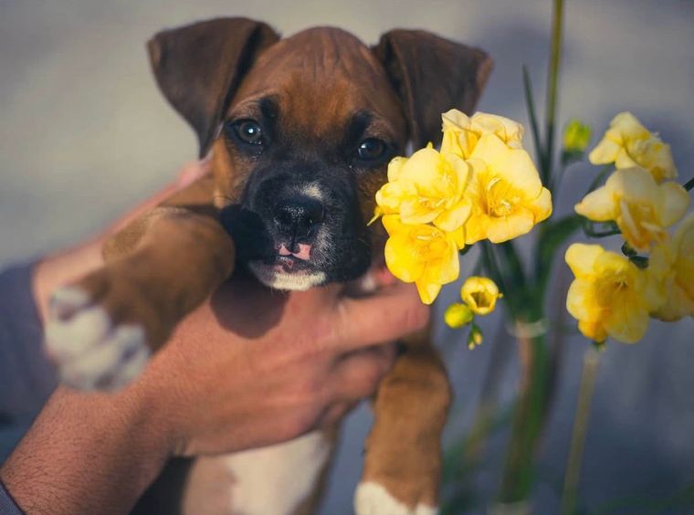 El desesperado pedido de una mujer: su expareja retuvo a su perra y no puede verla.
