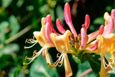 La mejor trepadora  de hoja perenne para flores y frutos es la Lonicera implexa, también conocida como madreselva de hoja perenne. Foto: Gentileza Alamy/Robert Wyatt