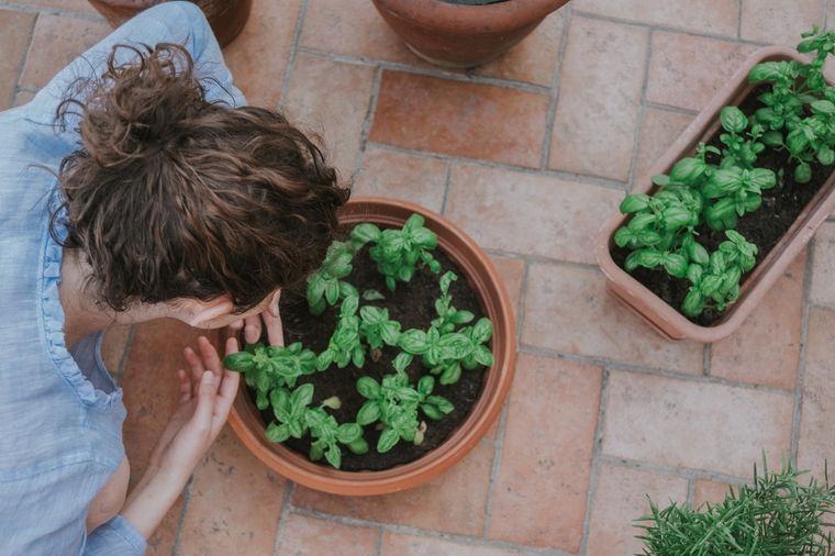 Huerto Usa estos consejos para cultivar albahaca en casa Foto: Pexels